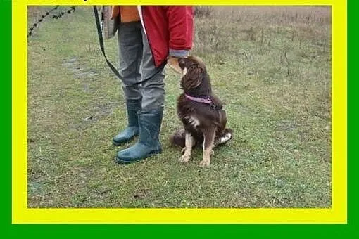 11kg,1rok,przyjacielski,średnio ruchliwy,delikatny