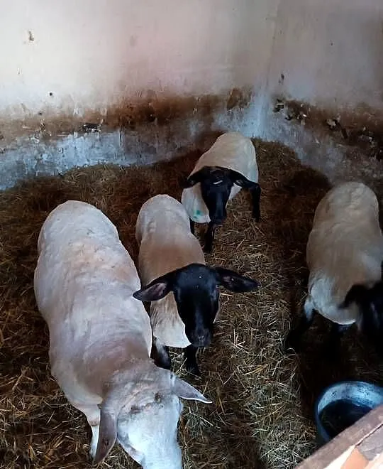 Owce suffolk i baran texel, Śląskie, Roszków
