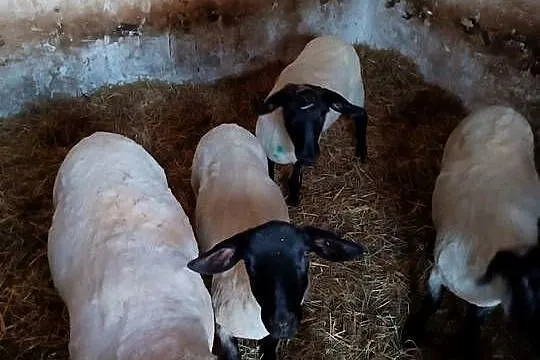 Owce suffolk i baran texel, Śląskie, Roszków