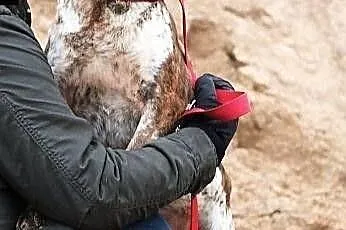 FLORKA prosi o domek