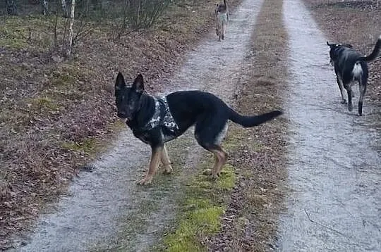 Ayra, młoda, karna, rodzinna suczka owczarka do pokochania!, Gdańsk, Pomorskie, Gdańsk