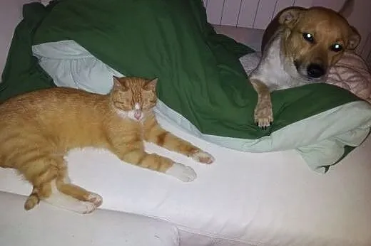 Śliczny rudo-biały ok.roczny kocurek szuka odpowie