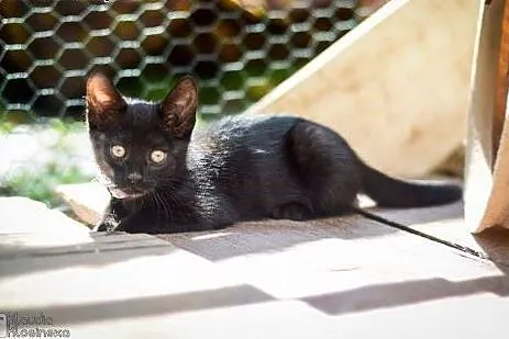 Merida, ciekawska, przyjazna kotka, 3 miesięczna do adopcji,  Koty pospolite cała Polska