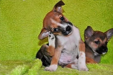 2 miesięczny Simba szuka domu!,  mazowieckie Warsz