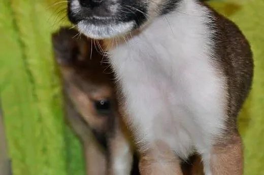 2 miesięczny Simba szuka domu!,  mazowieckie Warsz