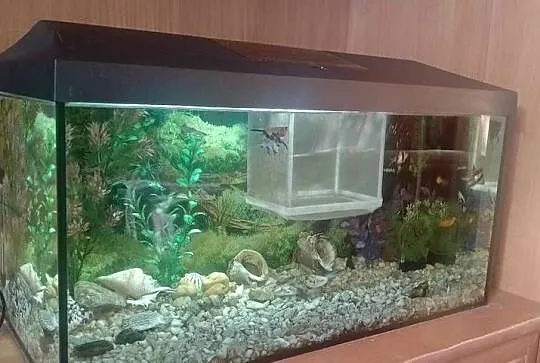 Akwarium aquael 55 litra+Rybki