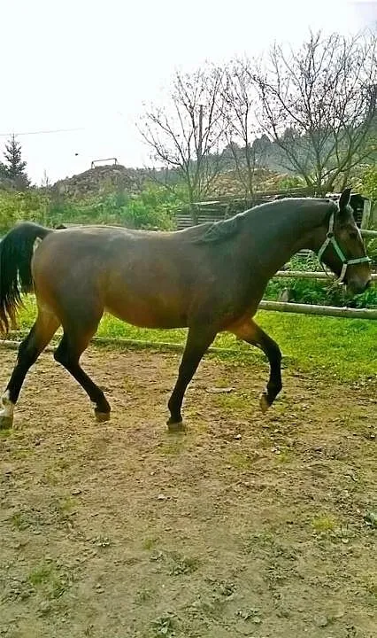 Wałach śląski