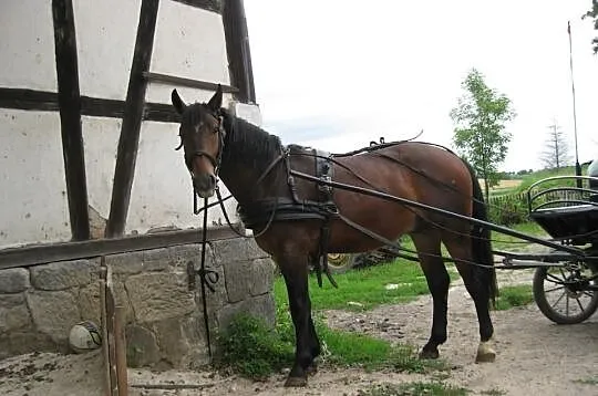 Wałach śląski