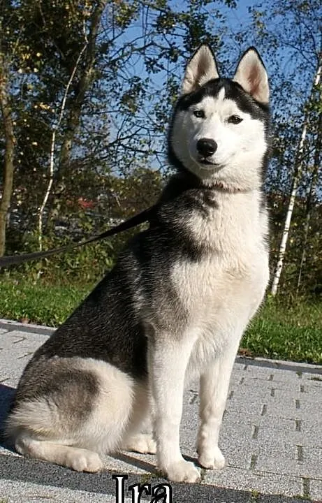 Siberian husky - suczki po Championie- prawdziwy r