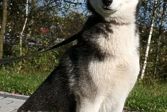Siberian husky - suczki po Championie- prawdziwy r