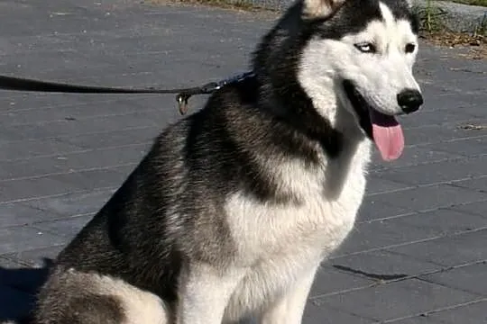 Siberian husky - suczki po Championie- prawdziwy r