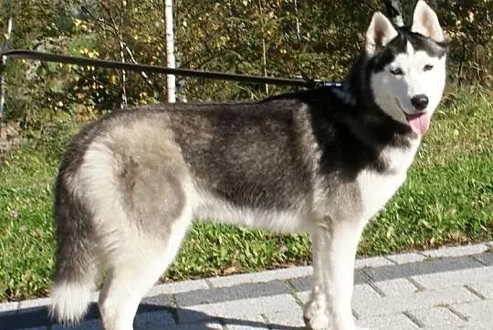 Siberian husky - suczki po Championie- prawdziwy r