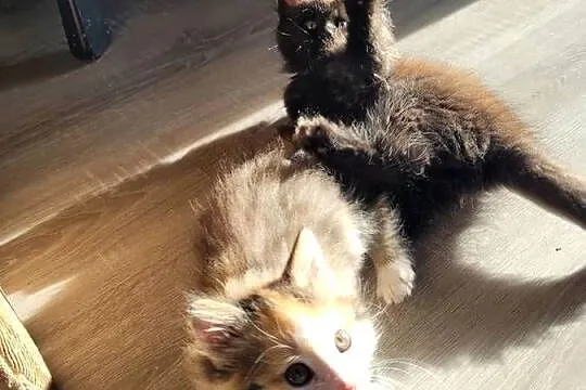 Kotki Maine Coon
