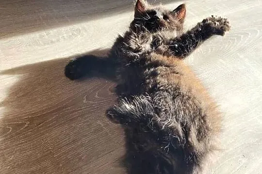 Kotki Maine Coon, Świętokrzyskie, Polesie Mikułowskie