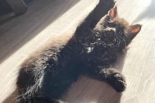 Kotki Maine Coon, Świętokrzyskie, Polesie Mikułowskie