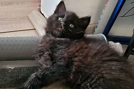 Kotki Maine Coon, Świętokrzyskie, Polesie Mikułowskie
