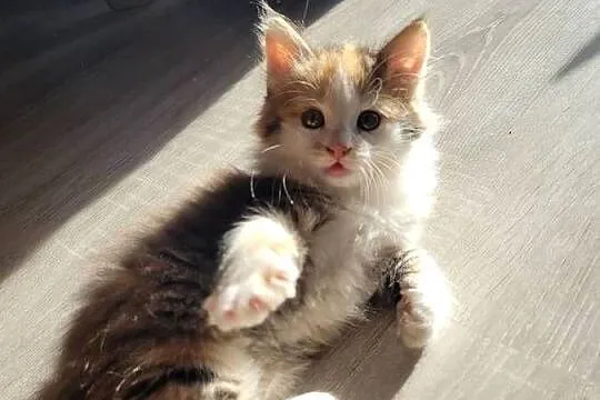 Kotki Maine Coon, Świętokrzyskie, Polesie Mikułowskie
