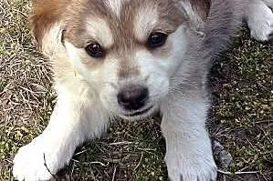 COOKIE- słodki szczeniak mix husky do adopcji,  małopolskie Kraków