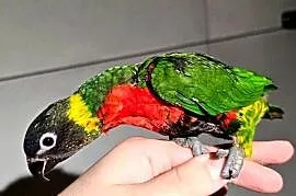 Lorysy większe Para /papuga lorysa( Trichoglossus forsteni)