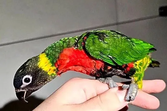 Lorysy większe Para /papuga lorysa( Trichoglossus forsteni), Wielkopolskie, Oborniki