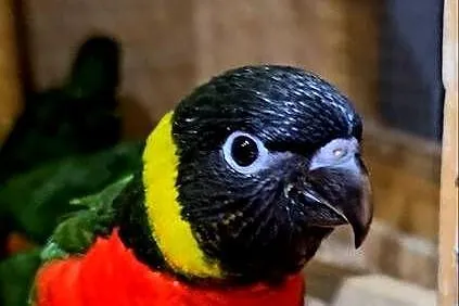 Lorysy większe Para /papuga lorysa( Trichoglossus forsteni), Wielkopolskie, Oborniki