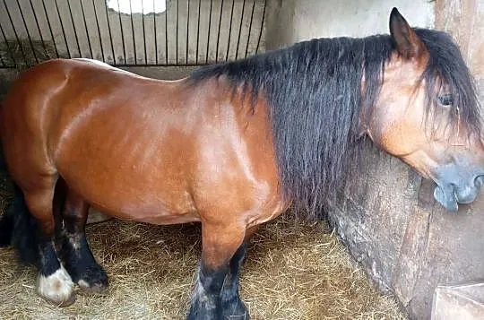 Sprzedam klacz zimnokrwistą w typie ardena, Lubelskie, Izbica-Wieś