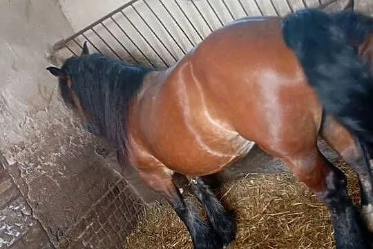 Sprzedam klacz zimnokrwistą w typie ardena, Lubelskie, Izbica-Wieś