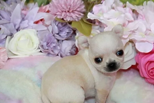 Chihuahua krótkowłosy chłopiec ZKwP FCI, Zachodniopomorskie, Świnoujście