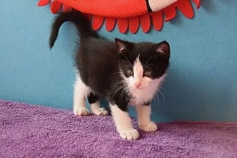 Dwumiesięczna koteczka Pi do adopcji, śląskie Gliwice