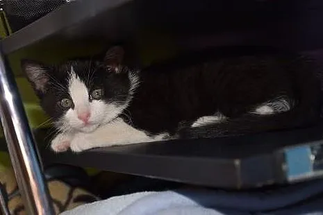Dwumiesięczna koteczka Pi do adopcji,  śląskie Gli