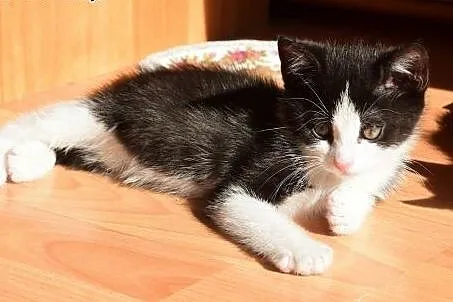 Dwumiesięczna koteczka Pi do adopcji,  śląskie Gli
