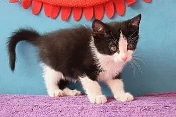Dwumiesięczna koteczka Pi do adopcji,  śląskie Gli