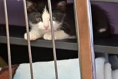 Dwumiesięczna koteczka Pi do adopcji,  śląskie Gli