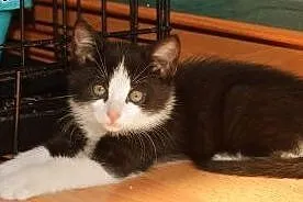 Dwumiesięczna koteczka Pi do adopcji,  śląskie Gli