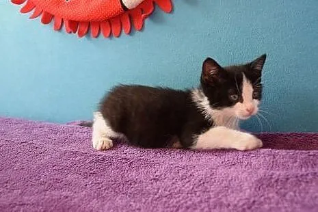 Dwumiesięczna koteczka Pi do adopcji,  śląskie Gli