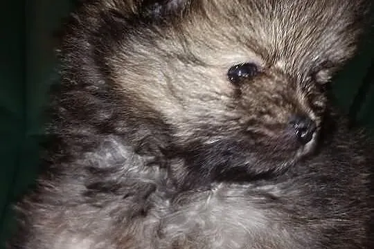 Piękna sunia z rodowodem linia Thajland Amerykańska
