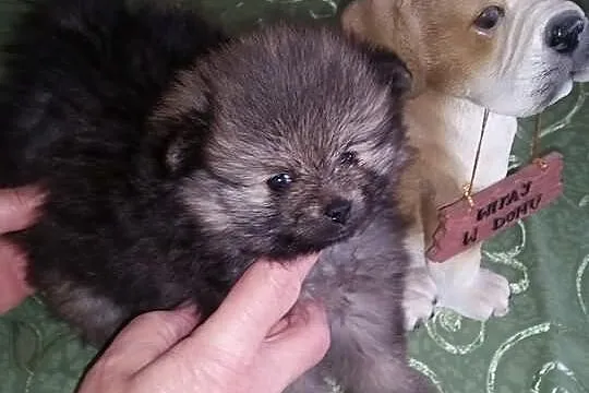 Piękna sunia z rodowodem linia Thajland Amerykańsk