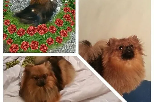 Piękna sunia z rodowodem linia Thajland Amerykańsk
