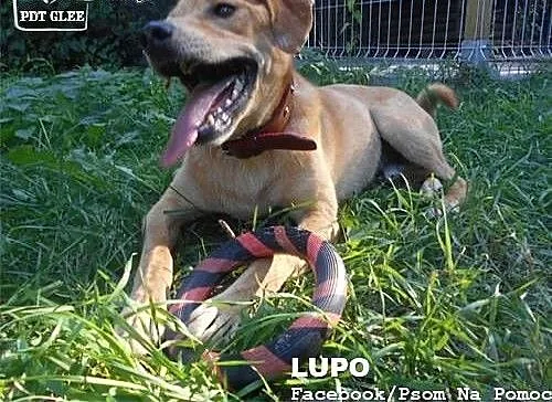 LUPO - pies idealny szuka najlepszego domu! :), m