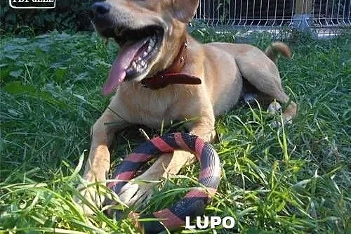 LUPO - pies idealny szuka najlepszego domu! :),  m