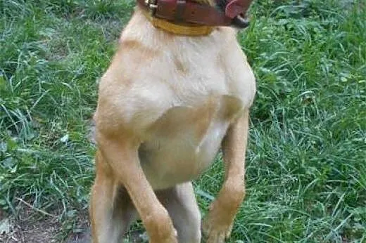 LUPO - pies idealny szuka najlepszego domu! :),  m