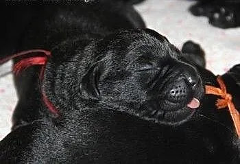 Szczeniaki Labrador Retriever zapowiedź - ZKwP ,