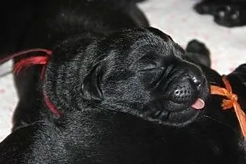 Szczeniaki Labrador Retriever zapowiedź - ZKwP ,  