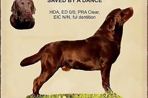 Szczeniaki Labrador Retriever zapowiedź - ZKwP ,  