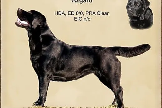 Szczeniaki Labrador Retriever zapowiedź - ZKwP ,  