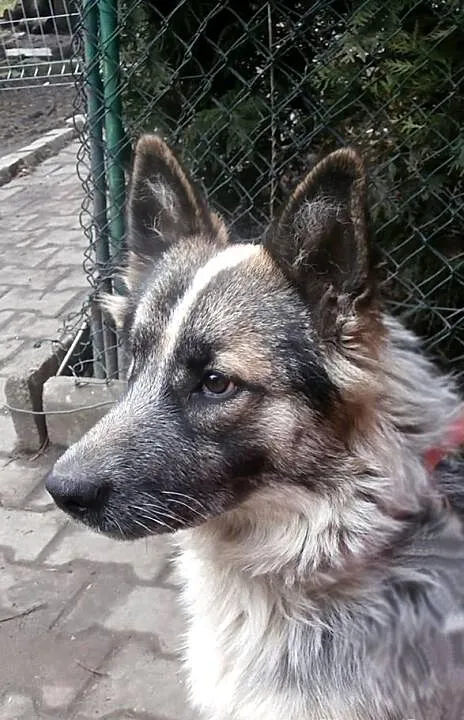 Piekna sunia