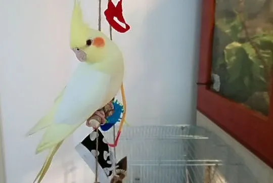 Sprzedam papugę nimfę samica ok 6mcy ręcznie wykarmiona, , Głogów