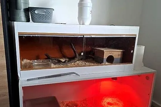 duże terrarium 120x50x50 cm, Lubuskie, Brzezie k. Sulechowa