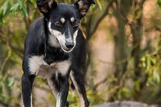 ZORZA - młoda, SKOCZNA i  ZWINNA suczka do ADOPCJI