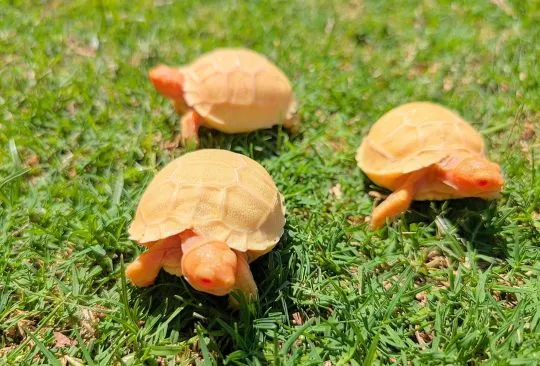 Albino Centrochelys sulcata or Albino sulcata tortoises for sale, , Wartowice